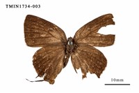 藏品(臺灣灑灰蝶)的圖片